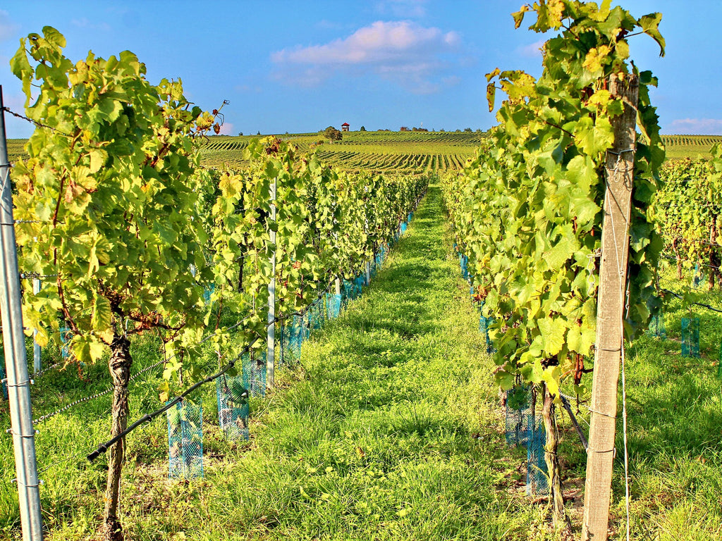 I vitigni - La guida fondamentale per un appassionato di vini
